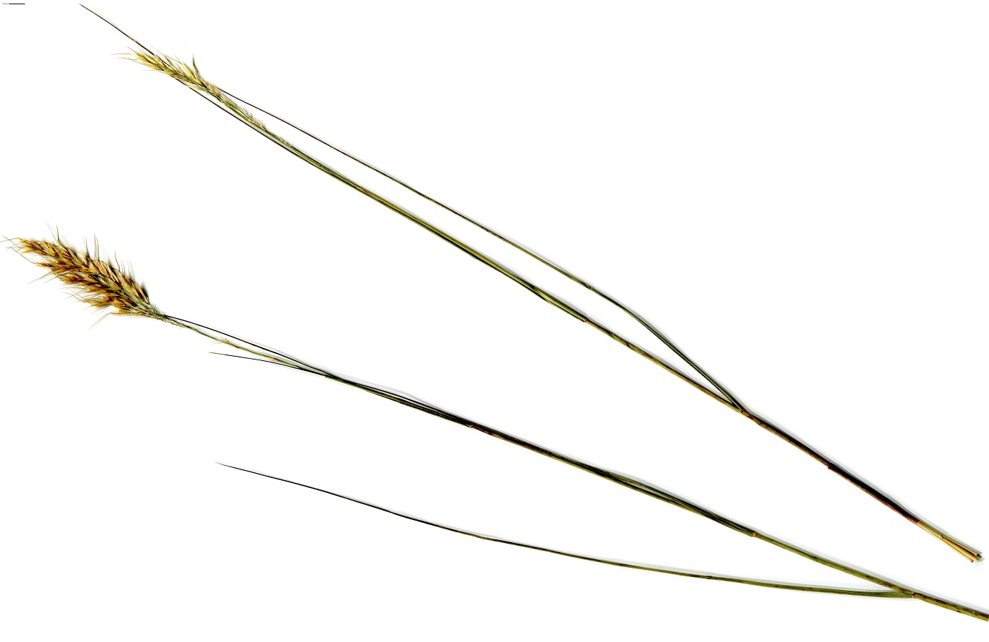 Helictotrichon cantabricum (Poaceae)